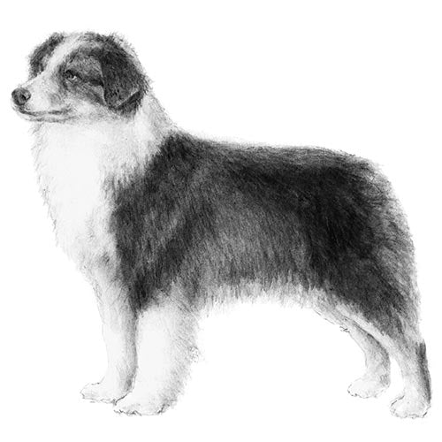 Miniature American Shepherds-140319785199