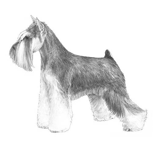 Miniature Schnauzers-140319293679