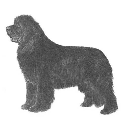 Newfoundlands-140320211183