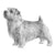 Norfolk Terriers-140323881199