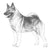 Norwegian Elkhounds-140322242799