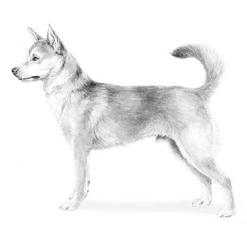 Norwegian Lundehunds-140326338799