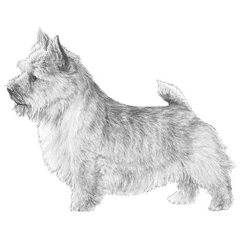 Norwich Terriers-140322996463