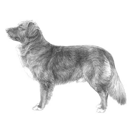 Nova Scotia Duck Tolling Retrievers-140327944431