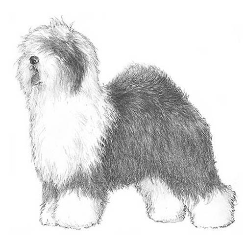Old English Sheepdogs-140321226991