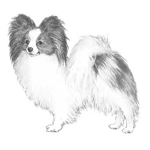 Papillons-140320702703