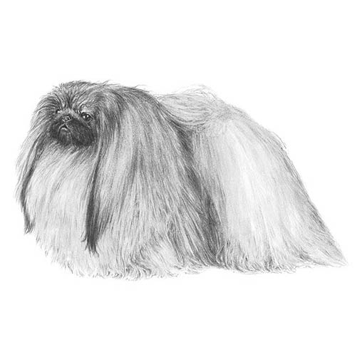 Pekingese-140322439407