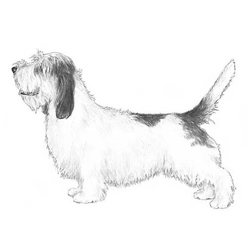 Petits Bassets Griffons Vendeens-140325159151