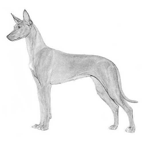 Pharaoh Hounds-140325814511