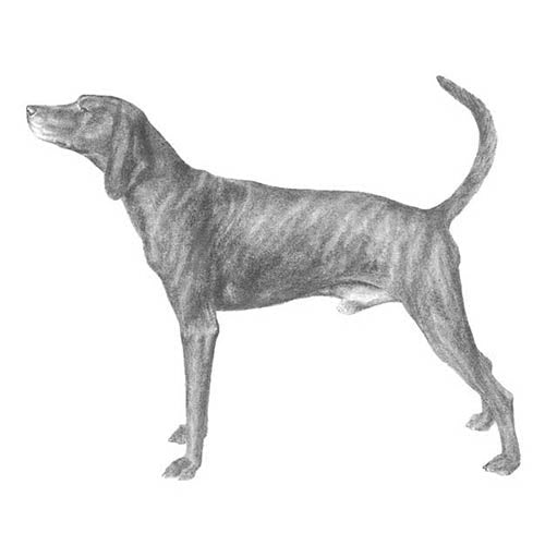 Plott Hounds-140325290223