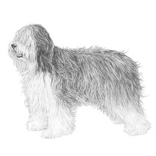 Polish Lowland Sheepdogs-140325650671
