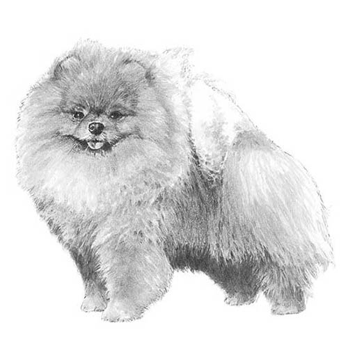 Pomeranians-140319490287