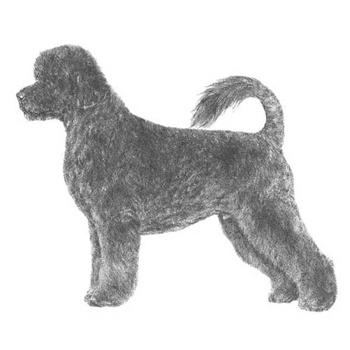 Portuguese Water Dogs-140320506095