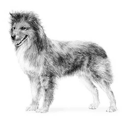 Pyrenean Shepherds-140325880047