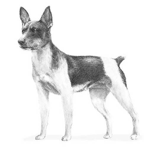 Rat Terriers-140321882351