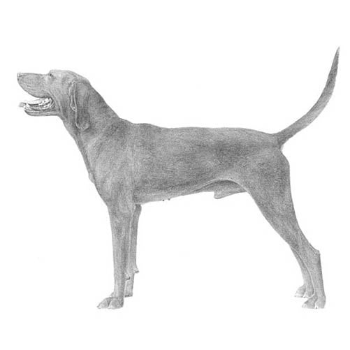 Redbone Coonhounds-140324569327