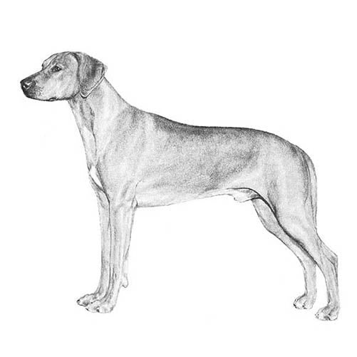 Rhodesian Ridgebacks-140320243951