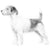 Russell Terriers-140321390831