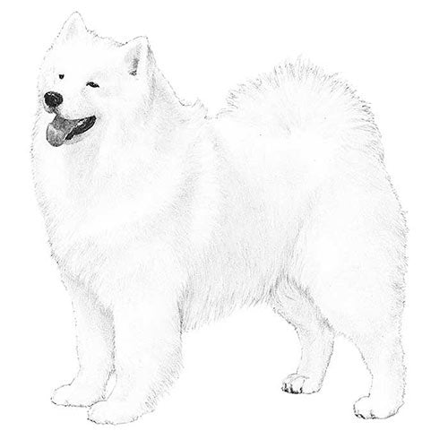 Samoyeds-140320801007