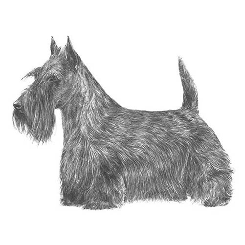 Scottish Terriers-140320833775