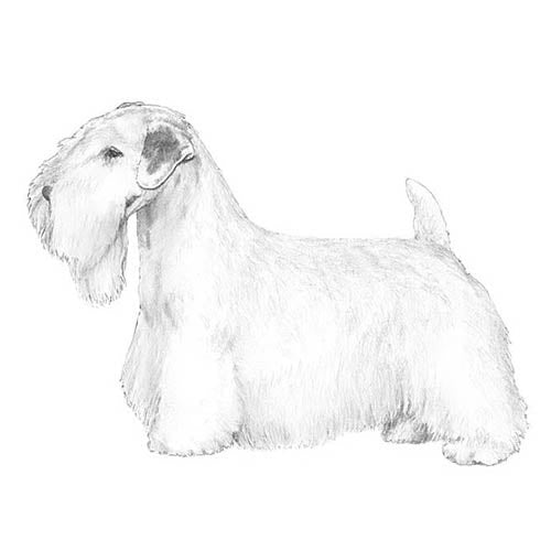 Sealyham Terriers-140324634863