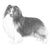 Shetland Sheepdogs-140319654127