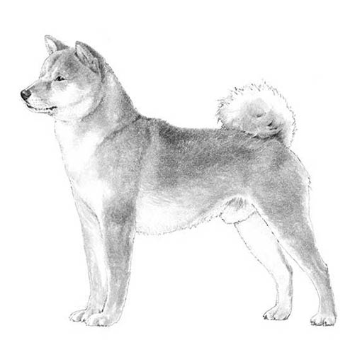 Shiba Inu-140320309487