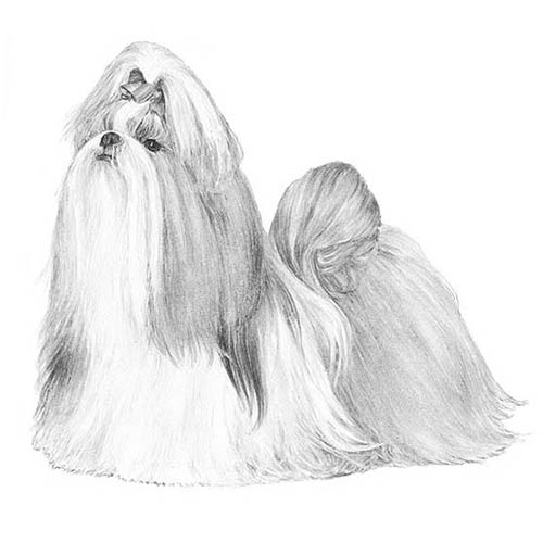 Shih Tzu-140319359215