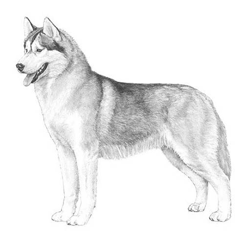 Siberian Huskies-140319129839