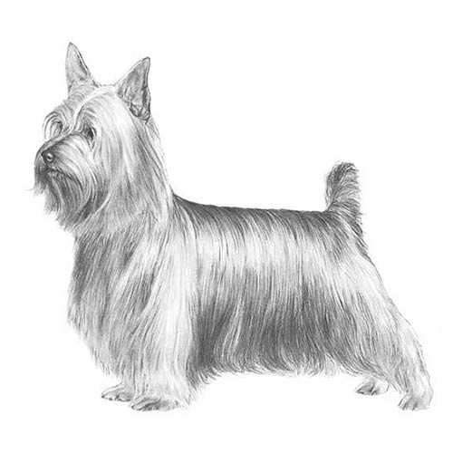 Silky Terriers-140322963695