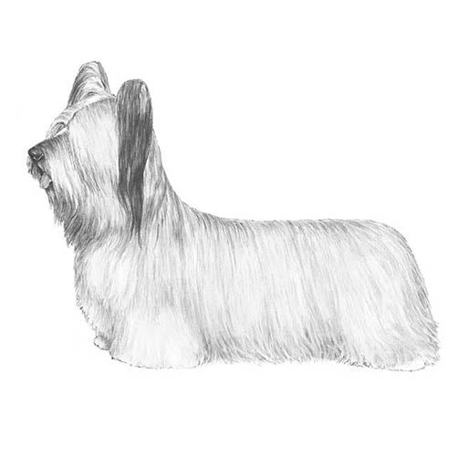 Skye Terriers-140325912815