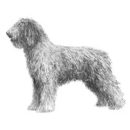 Spanish Water Dogs-140324667631