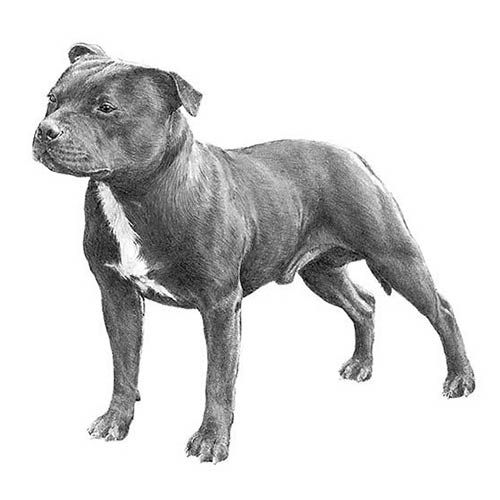 Staffordshire Bull Terriers-140321784047
