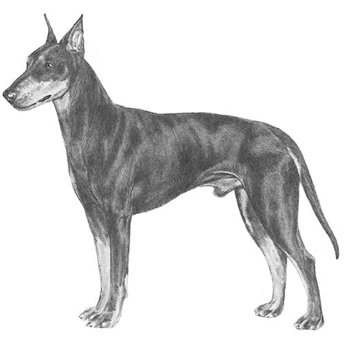 Manchester Terriers-140323946735