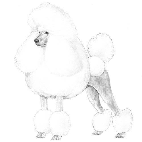 Poodles-140318638319