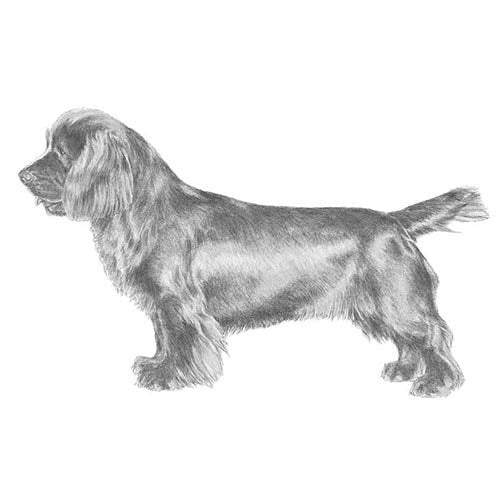 Sussex Spaniels-140328435951