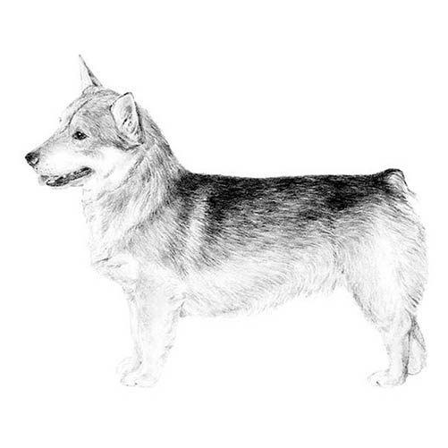 Swedish Vallhunds-140324602095