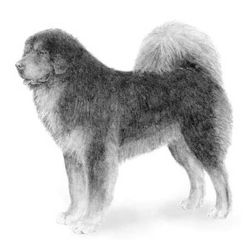 Tibetan Mastiffs-140324372719