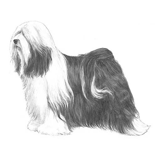 Tibetan Terriers-140322570479