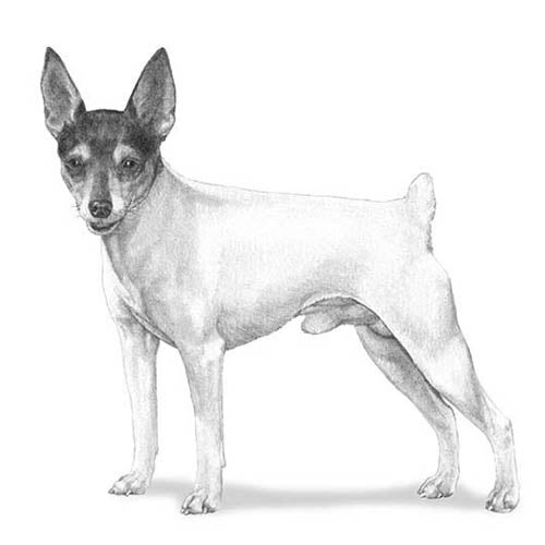 Toy Fox Terriers-140323127535