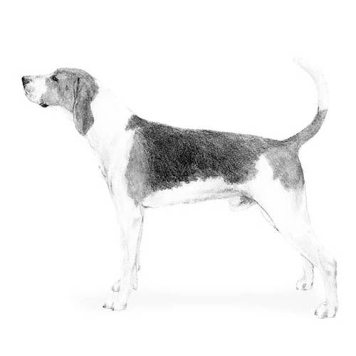 Treeing Walker Coonhounds-140324798703