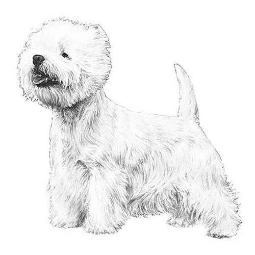 West Highland White Terriers-140320342255