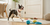 Where to Find Homemade Dog Food Recipes Vet Approved