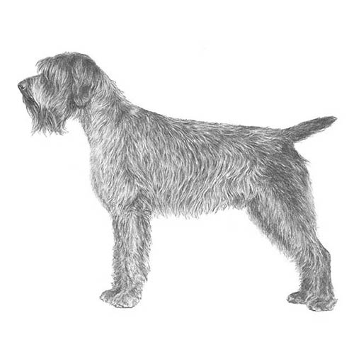 Wirehaired Pointing Griffons-140321030383
