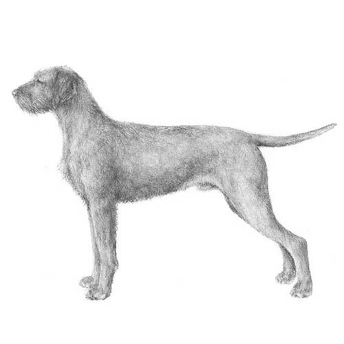 Wirehaired Vizslas-140324864239