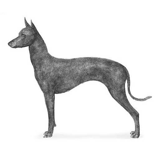 Xoloitzcuintli-140323913967