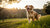 A Complete Guide to Knowing When to Transition Your Dog from Puppy Food