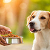 A Comprehensive Guide on How Much to Feed Your Dog Raw Food