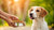 A Comprehensive Guide on How Much to Feed Your Dog Raw Food