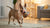A Comprehensive Guide on How to Cook Chicken for Dog Food